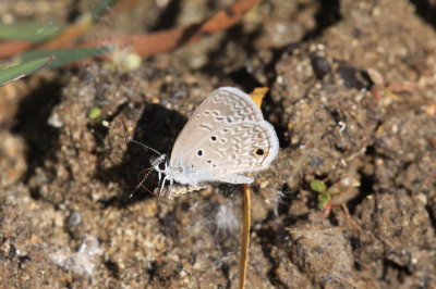 Ceraunus Blue (Hemiargus ceraunus gyas)