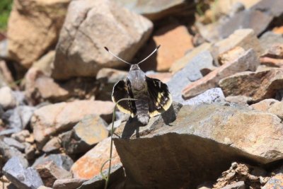 Yucca Giant Skipper (Megathymus yuccae navajo)