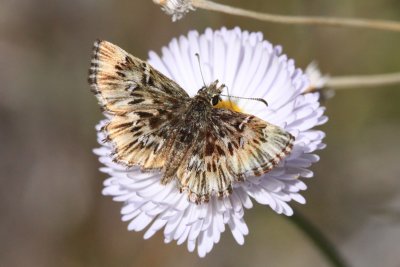 Common Streaky Skipper (Celotes nessus)