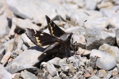 Yucca Giant Skipper (Megathymus yuccae navajo)