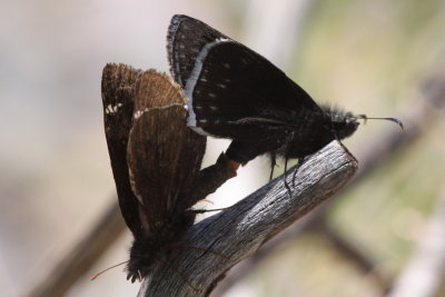 Funereal Duskywing (Erynnis funeralis)