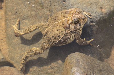 Woodhouse's Toad (Bufo Woodhousii)