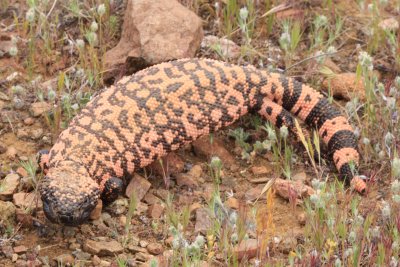 Banded Gila Monster (Heloderma suspectum)