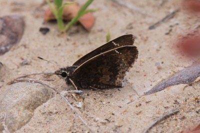 Gold-Costa Skipper (Cogia caicus)