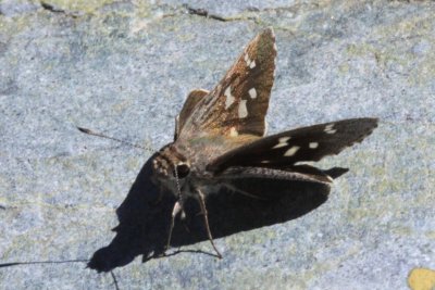 Sheep Skipper (Atrytonopsis edwardsii)