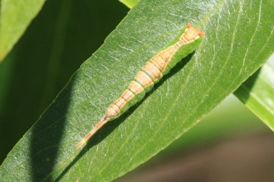 Furcula cinerea