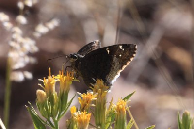 Desert Cloudywing (Achalarus casica)