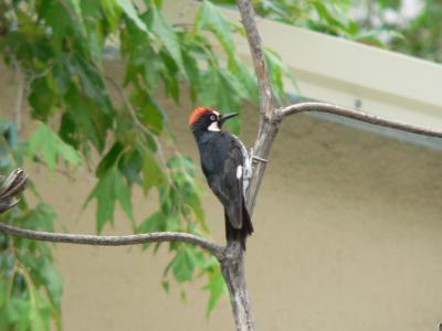 Acorn Woodpecker