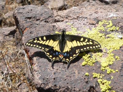 Desert Black Swallowtail (Papilio polyxenes coloro)