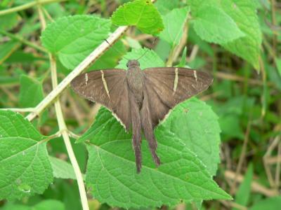 Teleus Longtail (?)