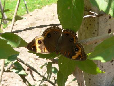 Mangrove Buckeye