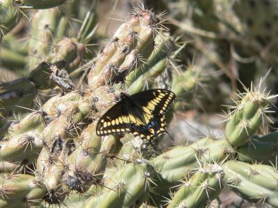 Desert Black Swallowtail (Papilio polyxenes coloro)