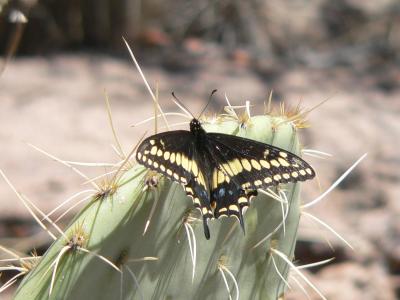 Desert Black Swallowtail (Papilio polyxenes coloro)