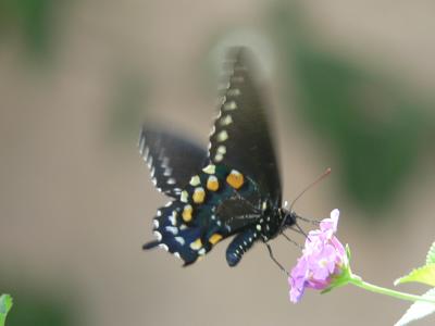 Pipevine Swallowtail (Battus philenor)