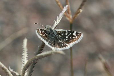 Small Checkered-Skipper (Pyrgus scriptura apertorum)