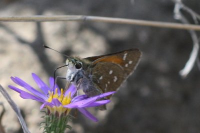 Apache Skipper (Hesperia woodgatei)