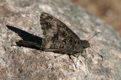 Dorantes Longtail (Urbanus dorantes dorantes)