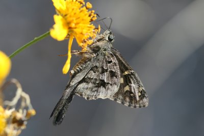 Dorantes Longtail (Urbanus dorantes dorantes)