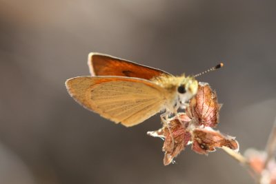 Tropical Least Skipper (Ancyloxpha arene)