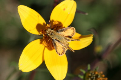 Fiery Skipper (Hylephila phyleus)