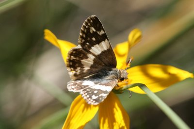 Erichson's White Skipper (Heliopyrgus domicella domicella)