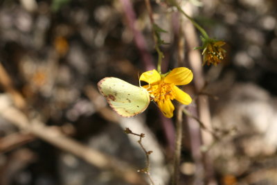 Little Yellow (Pyrisitia lisa centralis)