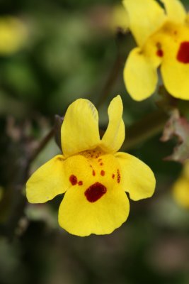 Common Monkey Flower