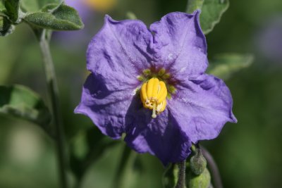 Purple Nightshade