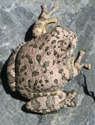 Canyon Tree Frog