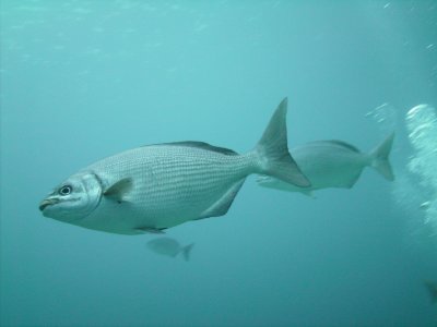 PICT0005.jpg
