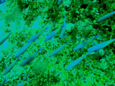 P1130073.jpg