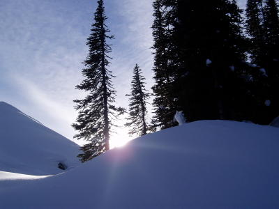 Trees and sun