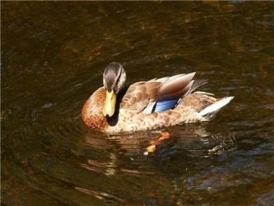 AmericanBlackDuck.JPG