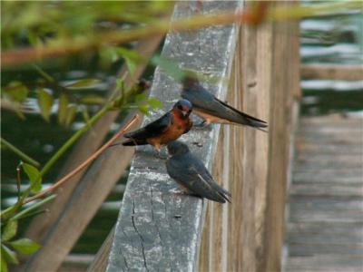 g3/01/570601/3/53747726.barnswallows.jpg