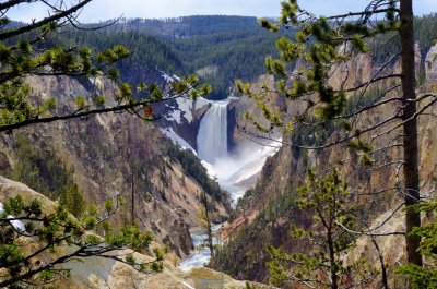 Yellowstone Falls 
