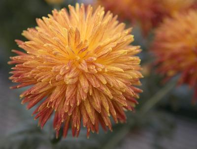 Chrysanthemum Org LWG_R5Z2815 copy