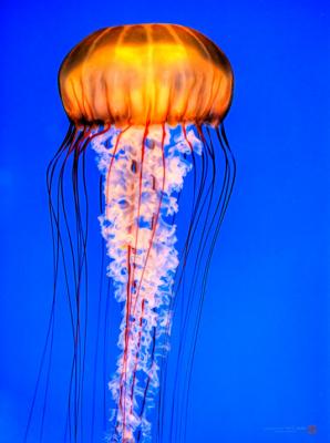 g3/01/608201/3/58687644.JellyFishmontereyBayAquarium1_R5Z1843copy.jpg