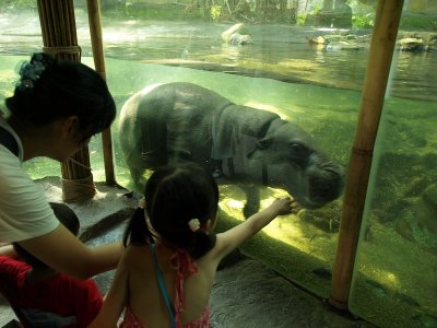 Up close with a hippo