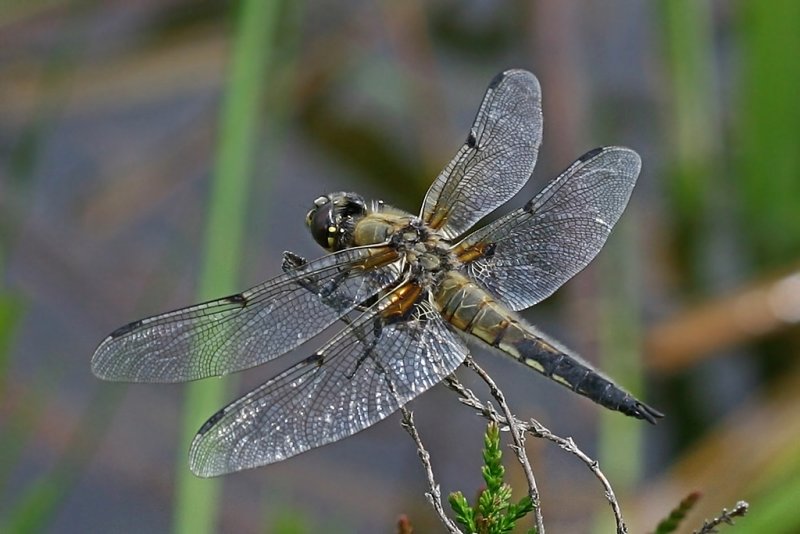 Fourspotted Skimmer, Firflekklibelle, Libellula Quadrimaculata, Male