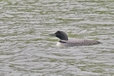 Common Loon. Islom