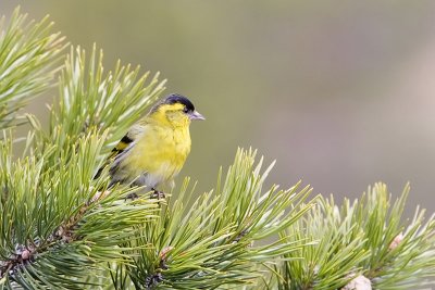 Siskin. Grønnsisik