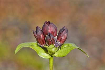 Sterot, Gentiana purpurea