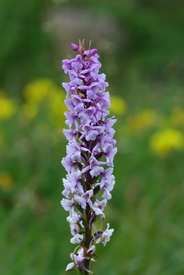 Brudespore, Gymnadenia conopsea