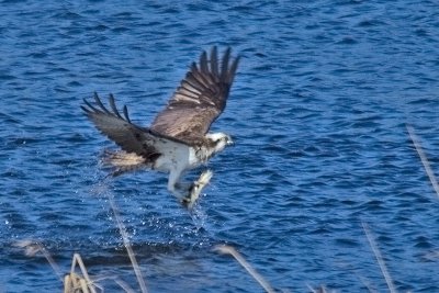 Fish Eagle. Fiskern