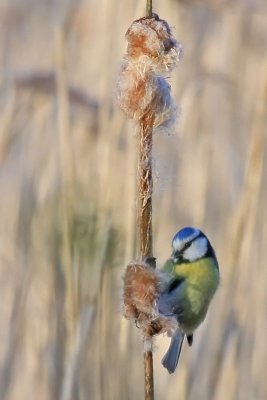 Blue Tit, Blmeis