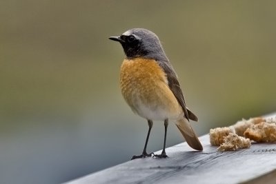 Common Redstart, Male. Rdstjert