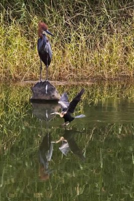 Goliath Heron and African Darter