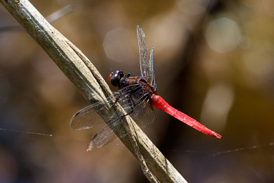 Spine-tufted Skimmer, Red-faced Skimmer, Brown-backed Red Marsh Hawk. Orthetrum chrysis, Male 