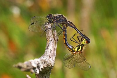 Black Meadowhawk, Svart hstlibelle, Sympetrum danae