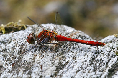 Ruddy Darter, Blodrød høstlibelle, Sympetrum Sanguineum, Male